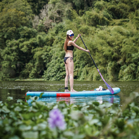 峨眉湖布袋蓮花